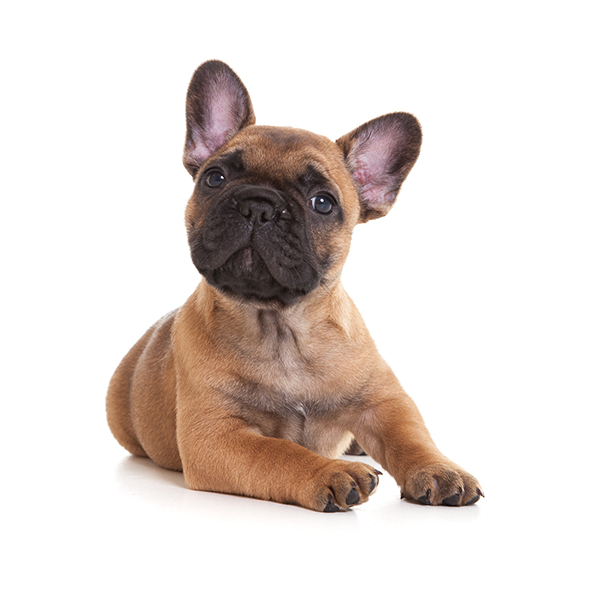 Franse Bulldog Pup
